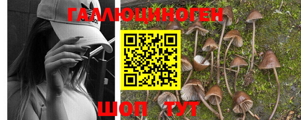 Псилоцибиновые грибы прущие грибы Камышин